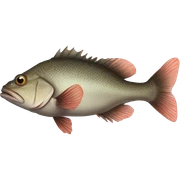 grouper sticker
