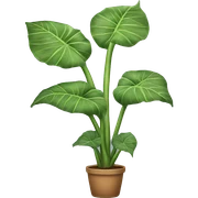 Alocasia plant sticker