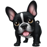 Black french bulldog sticker