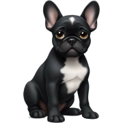 Solid black Frenchie pup sitting sticker