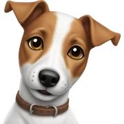 Jack Russell terrier  sticker