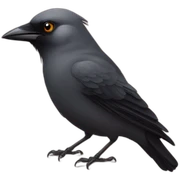 jackdaw with rose sticker