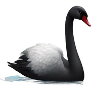 Black swan  sticker