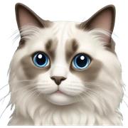 Ragdoll cat sticker