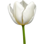 white tulip sticker