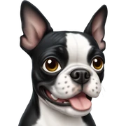 Boston terrier sticker
