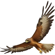 HAWK sticker