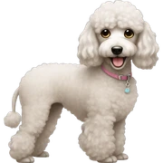 cute poodle sticker