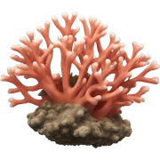 Coral sticker