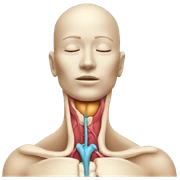 Thyroid anatomy  sticker