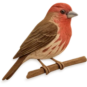 house finch on a branch, layered paper details, realistic feather patterns, red and brown markings sticker