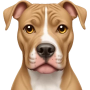 light brown american pitbull terrier with light brown eyes sticker