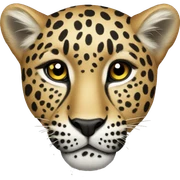 Leopard  sticker