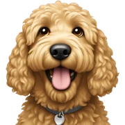 Golden doodle  sticker