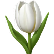 White tulips sticker
