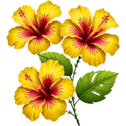 Two flowers of hibiscus yellow and red  sticker