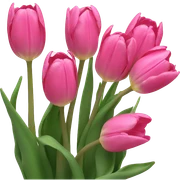 pink tulips  sticker