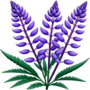 Realistic Still life detailed, Lupine Lupinus sticker