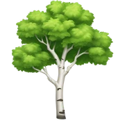 Birch Tree sticker