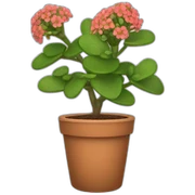 Kalanchoe sticker