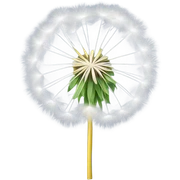 Dandelion sticker