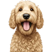 Goldendoodle  sticker
