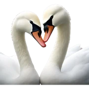 2 swans kissing sticker