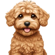 red maltipoo, head only  sticker