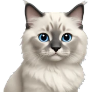 blue colorpoint ragdoll kitten sticker