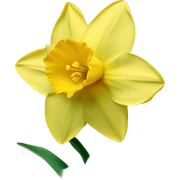 daffodil sticker