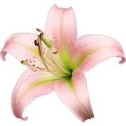light pink lilium sticker