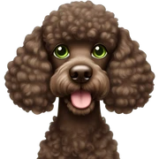 Choco Brown poodle with green eyes sticker