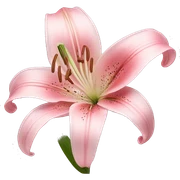 light pink lilium sticker