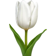 white tulip sticker