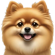 Pomeranian  sticker
