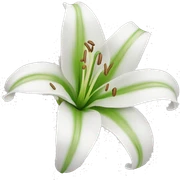 Lily flower sticker