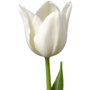 White tulip sticker
