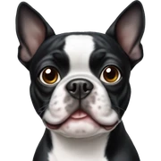 Boston terrier sticker