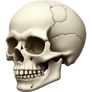 Detailed skull  sticker