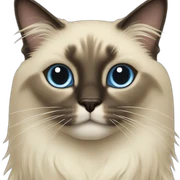 siamese long hair cat sticker