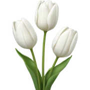 White tulips sticker