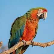 Parrot sticker