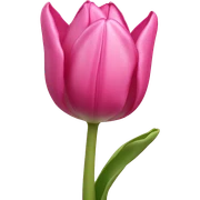 Pink tulip sticker