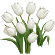 White tulips  sticker