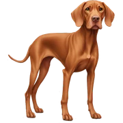 Vizsla sticker