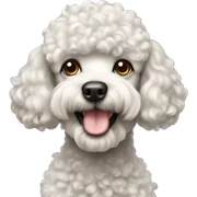 Dog poodle sticker