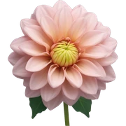 Light dahlia sticker
