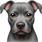 Black Pitbull  sticker