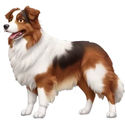 full body red tri australian shepherd sticker
