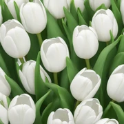 White tulips sticker